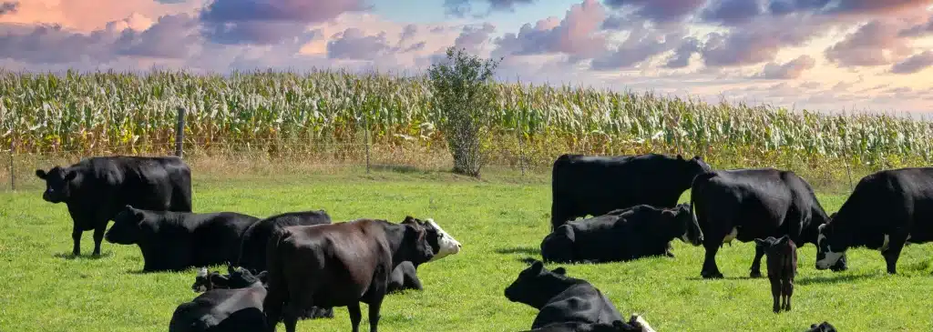 Field with corn and black cows